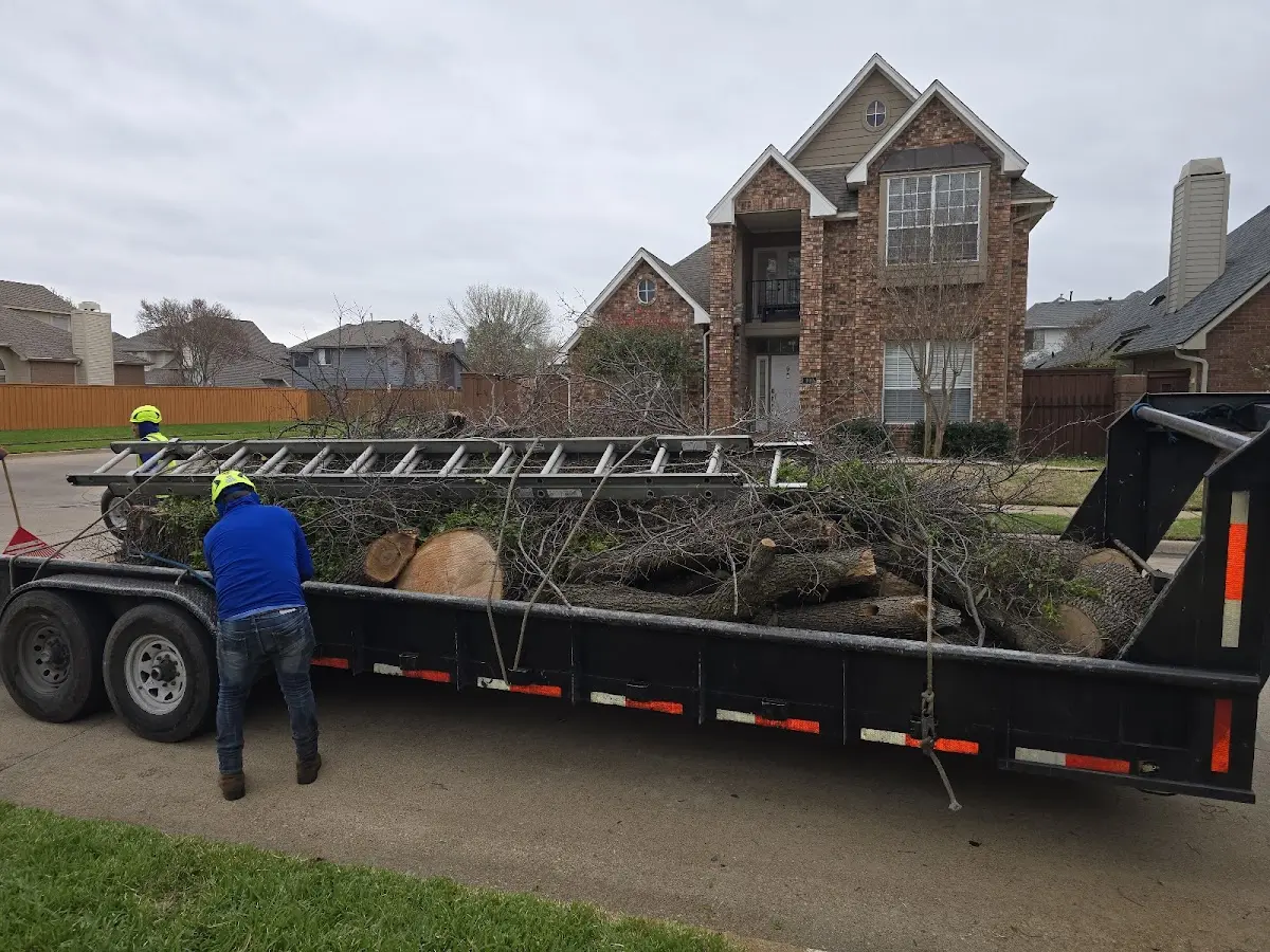 Expert Tree Removal with proper safety equipment in Kinta